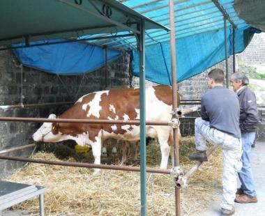 Due scorci della Rassegna dei prodotti della pastorizia di domenica scorsa a Cutigliano        