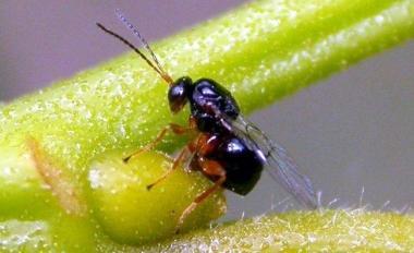 Una femmina di Cinipide galligeno 
