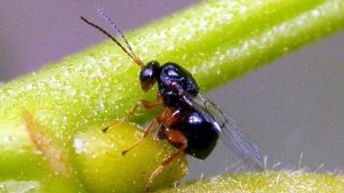 Una femmina di Cinipide galligeno