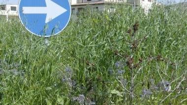 <b>ERBA ALTA.</b> In una rotonda cittadina