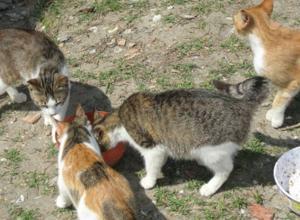Sparite decine di gatti, mistero alla Certosa