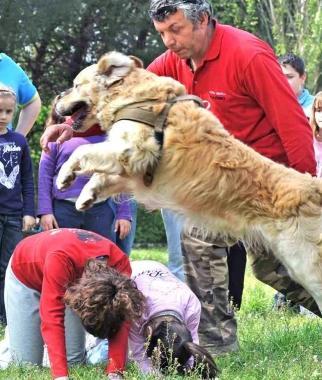 Un cane addestrato gioca con due bambini    