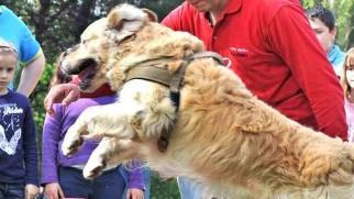 Un cane addestrato gioca con due bambini
