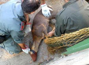 Capriolo in città salvato dai vigili del fuoco e liberato