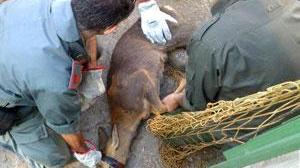 Capriolo in città salvato dai vigili del fuoco e liberato
