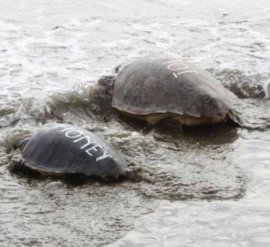<b>A RISCHIO SCOMPARSA </b>Tartarughe caretta caretta liberate nel Grossetano 
