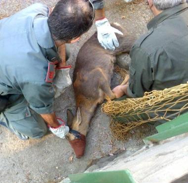 Il capriolo appena catturato da Sandro Nicoloso dellAtc 
