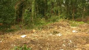 Tutti a pulire il bosco di Micciano