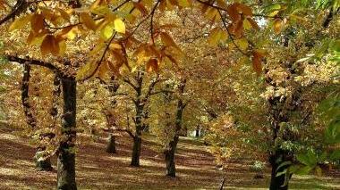 Alberi di castagno