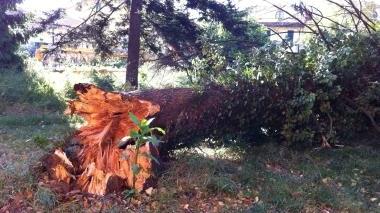 Il grosso tronco d’albero caduto sulla linea Enel