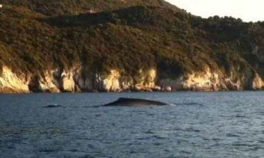 Avvistate quattro balenottere di fronte a Capo Sant'Andrea