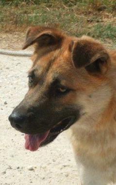 Cane in cerca di famiglia