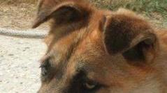 Cane in cerca di famiglia