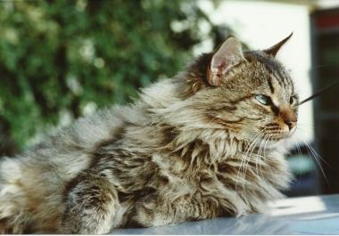 La gatta scomparsa a Stazione 