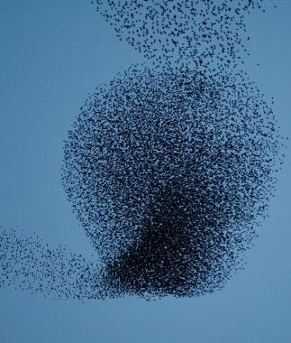 Un gigantesco gruppo di storni     