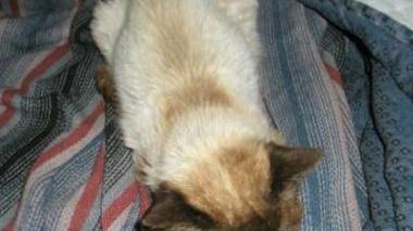 Il gatto siamese salvato dai volontari