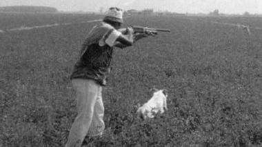 Gravi danni all'agricoltura Dibattito sulla caccia allo storno