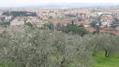 Piante di ulivo