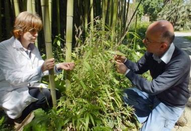 I biologi dellOrto esaminano la fioritura del bamb&ugrave;  