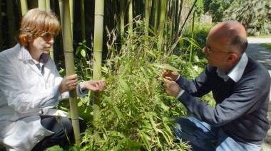 I biologi dell’Orto esaminano la fioritura del bambù