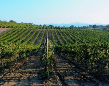 <b>LE VIGNE </b>del Morellino di Scansano      