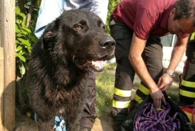 Il cane salvato ieri dai vigili del fuoco 
