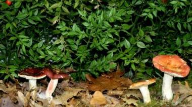 Consigli per riconoscere i funghi buoni