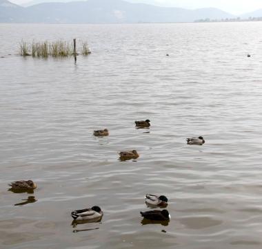 <b>LAGO. </b>Unimmagine del Massaciuccoli  