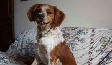Il cane Arturo che ha salvato la vita al suo padrone