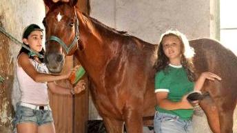 Pulizie a un cavallo della Giostra