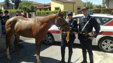 Snoopy, il cavallo recuperato dai vigili