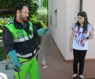 Il serpente fuoriuscito dalla tazza del water di una casa a S. Anna (vip)