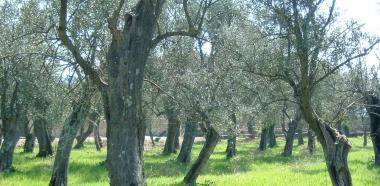 Gravi danni agli olivi causati dagli storni