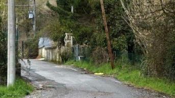 Cani su una strada di campagna
