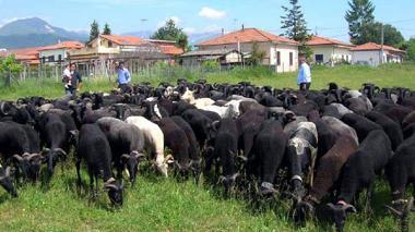 Pecora nera di Massa è in via di estinzione