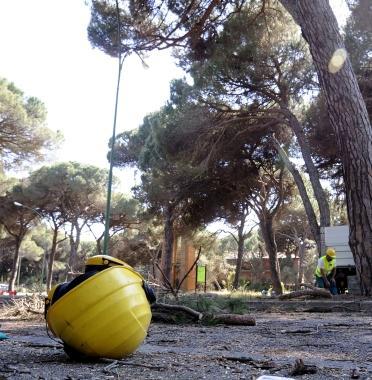 <b>LINCIDENTE.</b> Un ramo di pino ha colpito alla testa un operaio   