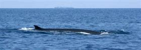 Balenottere al largo di Livorno