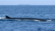 Balenottere al largo di Livorno