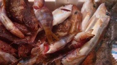 Pesce fresco in vendita