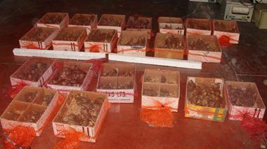Traffico illecito di uccelli, maxi sequestro e denunce
