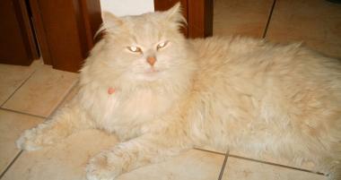 Aiutateci a ritrovarlo!! Miao è il gattone sterilizzato persiano color cipria, ha il pelo lungo, ...
