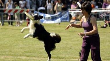Dimostrazione di abilità durante il Dog Pride