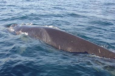Una balena nelle acque dellArcipelago Toscano 