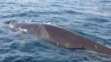 Una balena nelle acque dell’Arcipelago Toscano