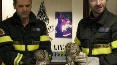 L’assessore provinciale Rino Fragai e due allocchi salvati dai vigili del fuoco