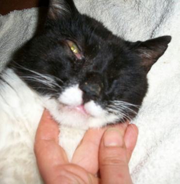 Il gatto ferito 