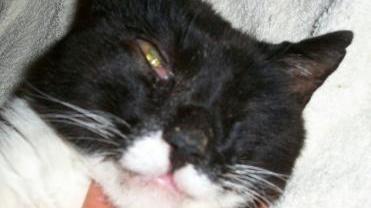 Il gatto ferito