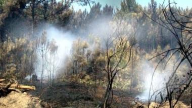 Fiamme in pineta, evacuata una scuola a Marina di Pisa