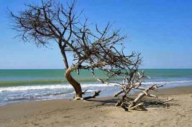 <b>LARTE DELLA NATURA </b>sulle spiagge del Parco regionale della Maremma      