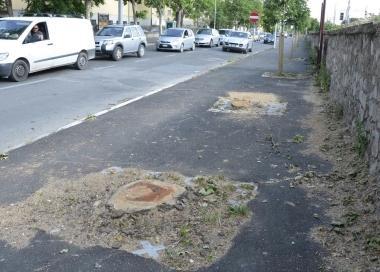<b>PLATANI ABBATTUTI.</b> Altri 4 alberi tagliati sul viale Sonnino 